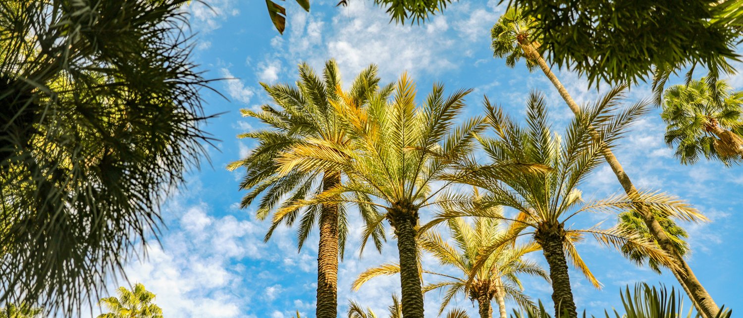 Palmeras en Palma de Mallorca